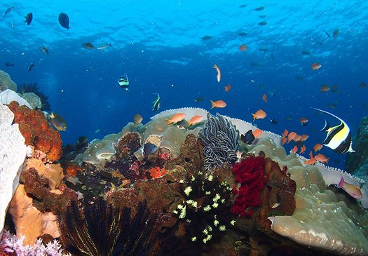 Kapal Budak: rich, colourful walls, clear waters and an abundance of reef life.