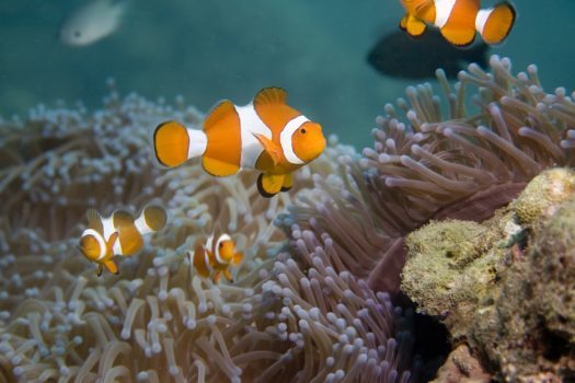 Finding Nemo on Bali — Joes Gone Diving Bali