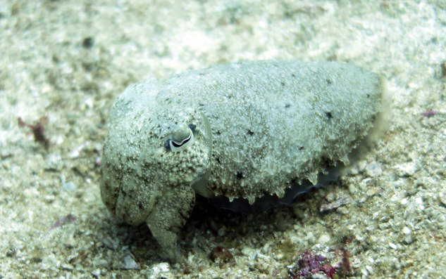 Cuttlefish